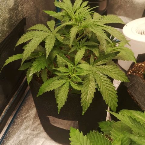 Sour d auto 2 2nd run  growlog timeline photo