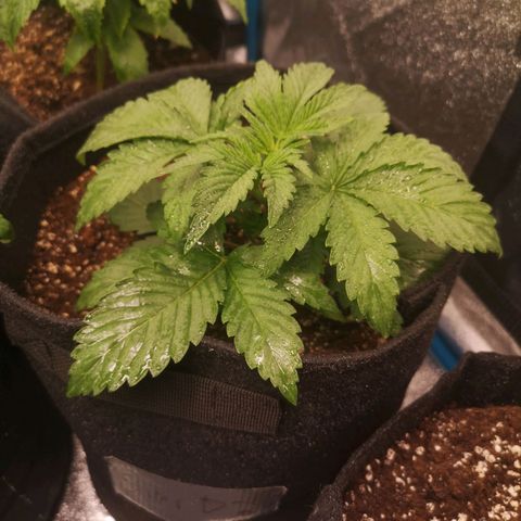 Sour d auto 2nd run  growlog timeline photo
