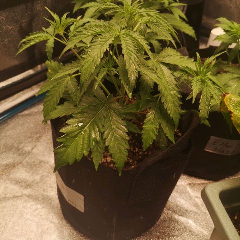Zweet grapes auto  growlog timeline photo
