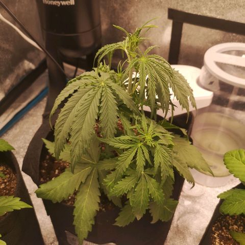 Ethos haze auto  growlog timeline photo