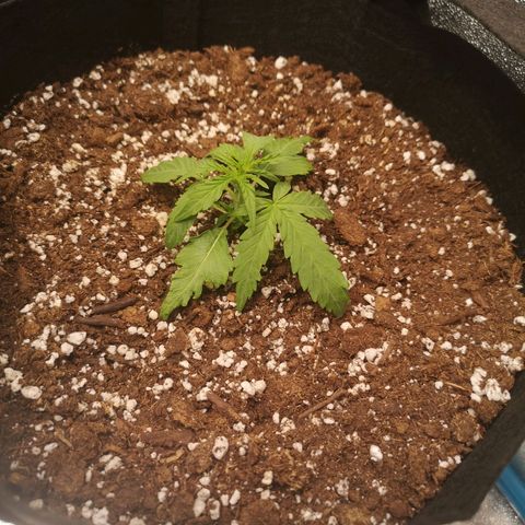 Inzane in the membrane auto growlog timeline photo