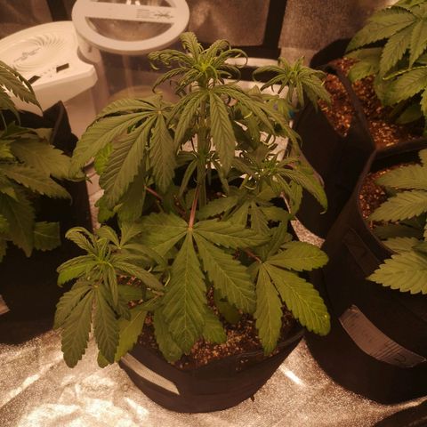 Mango smile auto 2nd run  growlog timeline photo