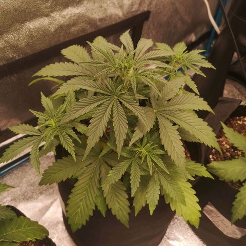 Sour d auto 2 2nd run  growlog timeline photo