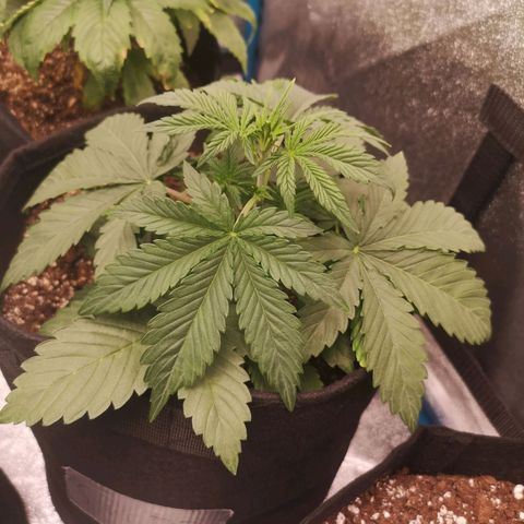 Sour d auto 2nd run  growlog timeline photo