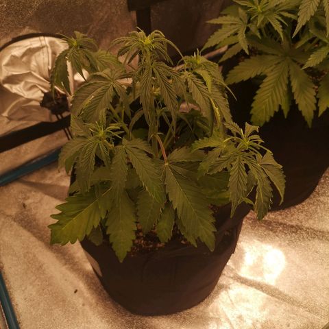 Zweet grapes auto  growlog timeline photo