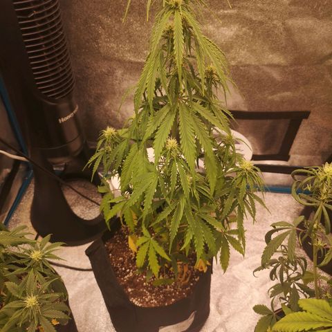 Ethos haze auto  growlog timeline photo