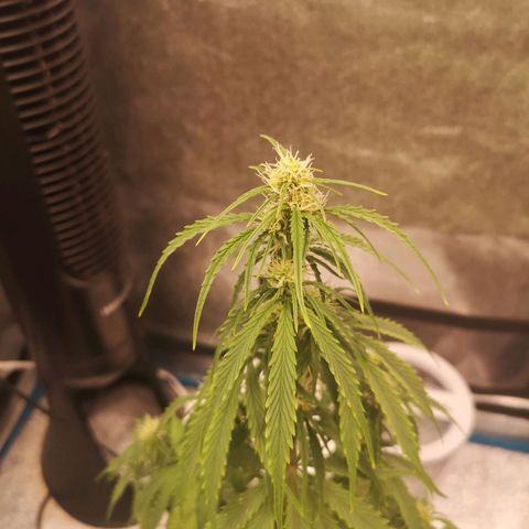 Ethos haze auto  growlog timeline photo