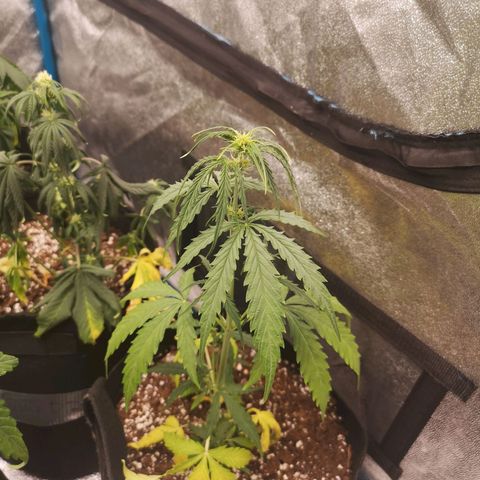Inzane in the membrane auto growlog timeline photo
