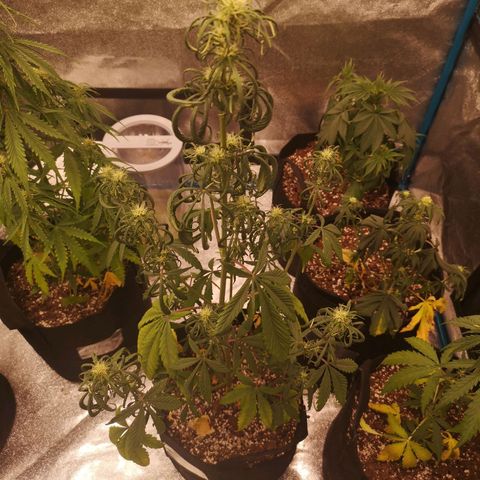 Mango smile auto 2nd run  growlog timeline photo