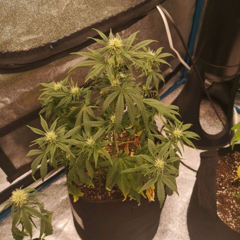 Sour d auto 2 2nd run  growlog timeline photo