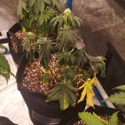 Sour d auto 2nd run  growlog timeline photo