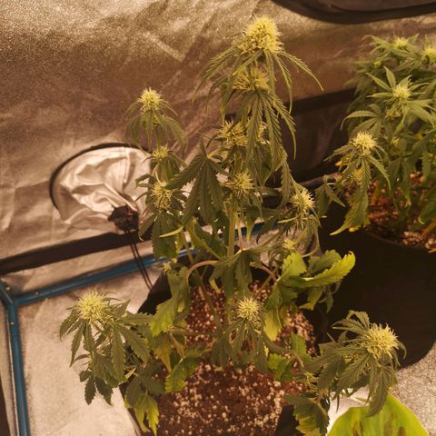 Zweet grapes auto  growlog timeline photo