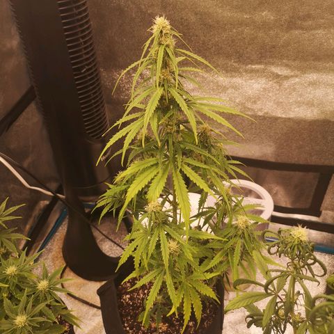 Ethos haze auto  growlog timeline photo