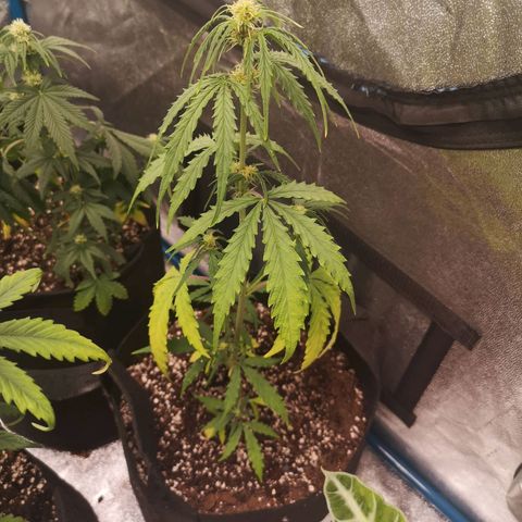 Inzane in the membrane auto growlog timeline photo