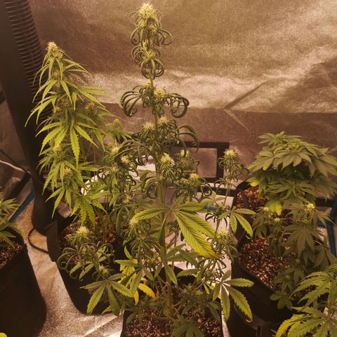 Mango smile auto 2nd run  growlog timeline photo