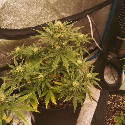 Sour d auto 2 2nd run  growlog timeline photo