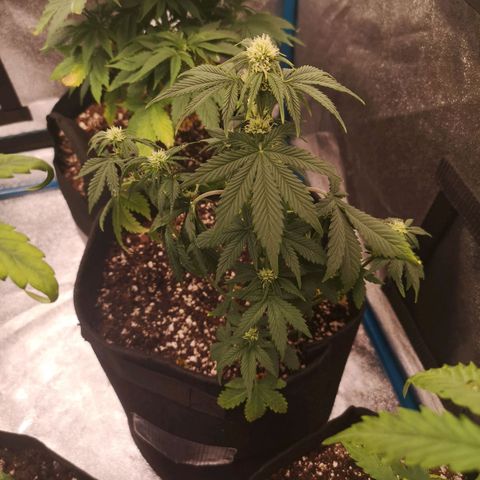 Sour d auto 2nd run  growlog timeline photo