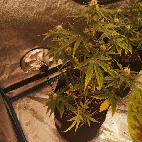 Zweet grapes auto  growlog timeline photo