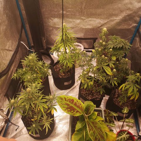 Sour d auto 2nd run  growlog timeline photo
