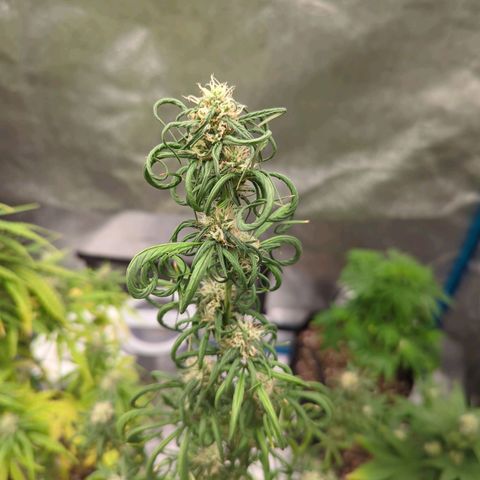 Mango smile auto 2nd run  growlog timeline photo