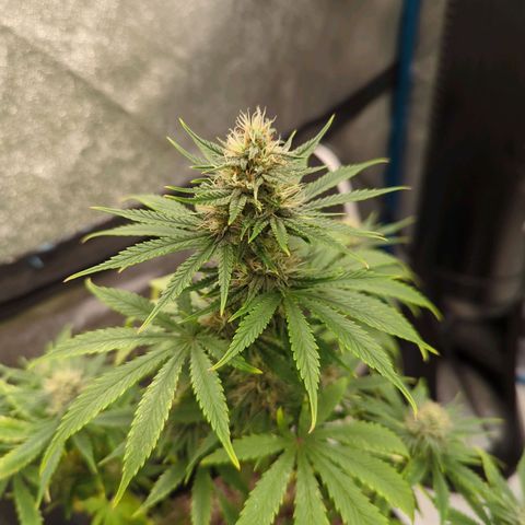 Sour d auto 2 2nd run  growlog timeline photo