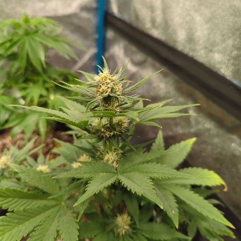 Sour d auto 2nd run  growlog timeline photo