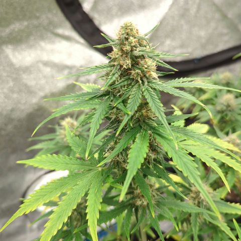 Zweet grapes auto  growlog timeline photo