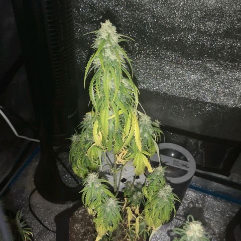 Ethos haze auto  growlog timeline photo