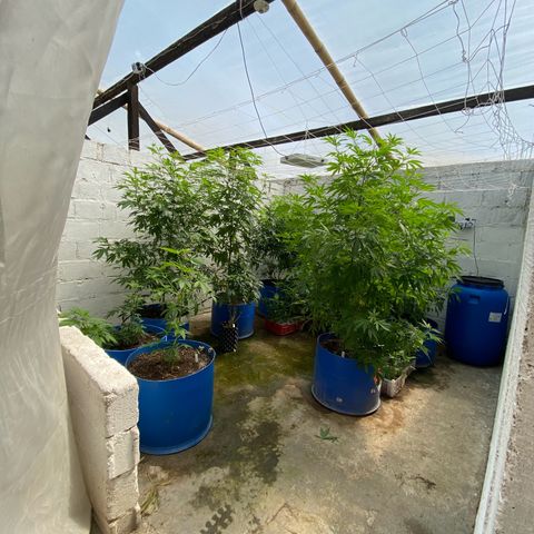 Cuarto #2 growlog timeline photo