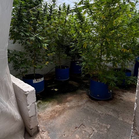 Cuarto #2 growlog timeline photo