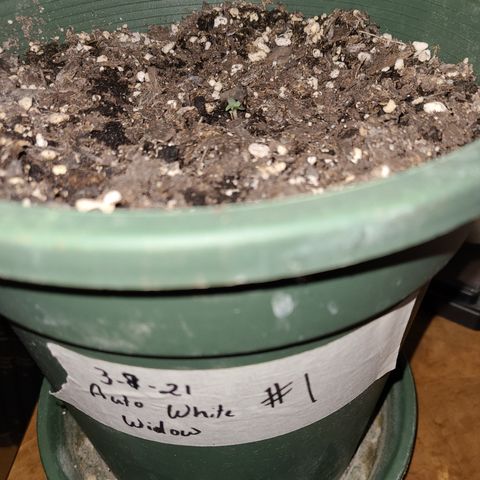 2021.03.08 Auto White Widow #1=58g/2Oz (3 jars) growlog timeline photo