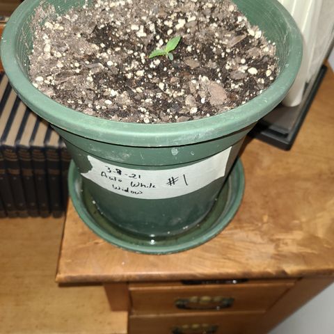 2021.03.08 Auto White Widow #1=58g/2Oz (3 jars) growlog timeline photo