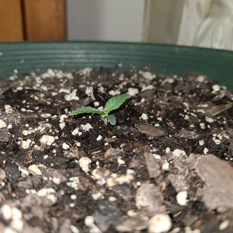 2021.03.08 Auto White Widow #1=58g/2Oz (3 jars) growlog timeline photo