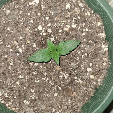 2021.03.08 Auto White Widow #1=58g/2Oz (3 jars) growlog timeline photo