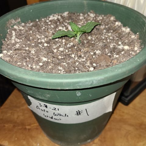 2021.03.08 Auto White Widow #1=58g/2Oz (3 jars) growlog timeline photo