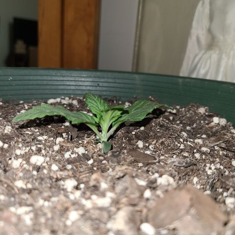 2021.03.08 Auto White Widow #1=58g/2Oz (3 jars) growlog timeline photo