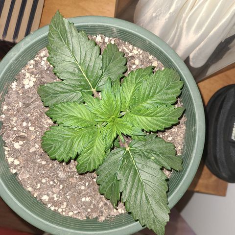 2021.03.08 Auto White Widow #1=58g/2Oz (3 jars) growlog timeline photo
