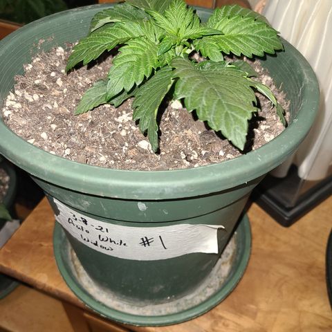 2021.03.08 Auto White Widow #1=58g/2Oz (3 jars) growlog timeline photo