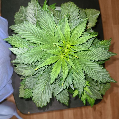 2021.03.08 Auto White Widow #1=58g/2Oz (3 jars) growlog photo: Before grooming