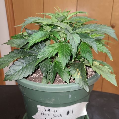 2021.03.08 Auto White Widow #1=58g/2Oz (3 jars) growlog photo: Before grooming