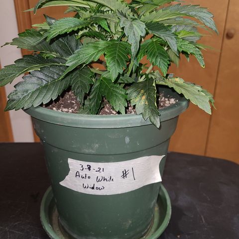 2021.03.08 Auto White Widow #1=58g/2Oz (3 jars) growlog photo: Before grooming