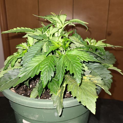 2021.03.08 Auto White Widow #1=58g/2Oz (3 jars) growlog photo: After grooming. No leaves trimmed