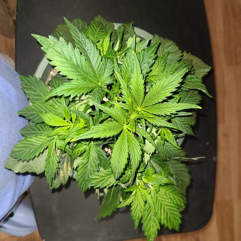 2021.03.08 Auto White Widow #1=58g/2Oz (3 jars) growlog photo: After grooming. No leaves trimmed