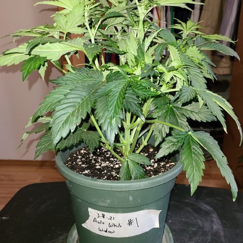 2021.03.08 Auto White Widow #1=58g/2Oz (3 jars) growlog photo: After grooming