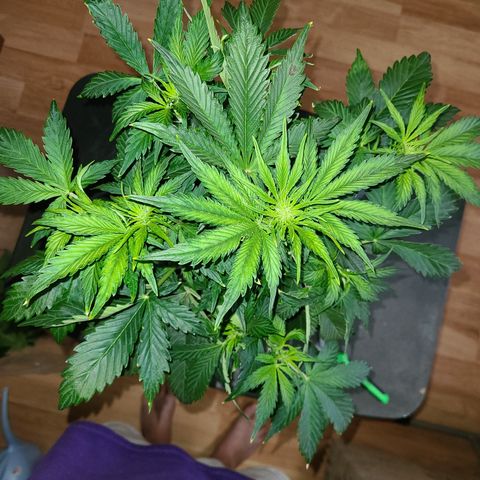 2021.03.08 Auto White Widow #1=58g/2Oz (3 jars) growlog photo: After grooming