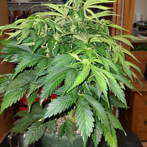 2021.03.08 Auto White Widow #1=58g/2Oz (3 jars) growlog photo: Before grooming