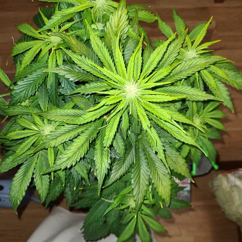 2021.03.08 Auto White Widow #1=58g/2Oz (3 jars) growlog photo: Before grooming