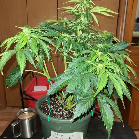 2021.03.08 Auto White Widow #1=58g/2Oz (3 jars) growlog photo: After grooming