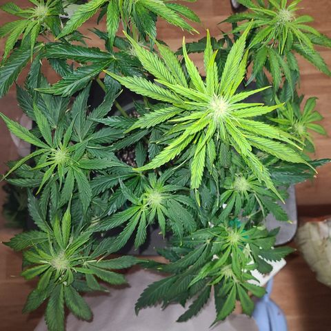 2021.03.08 Auto White Widow #1=58g/2Oz (3 jars) growlog photo: After grooming