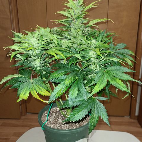 2021.03.08 Auto White Widow #1=58g/2Oz (3 jars) growlog photo: Before grooming
